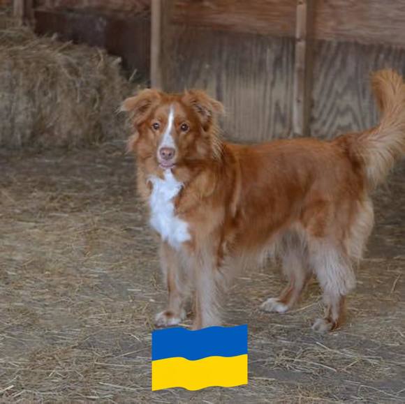 sucigrka